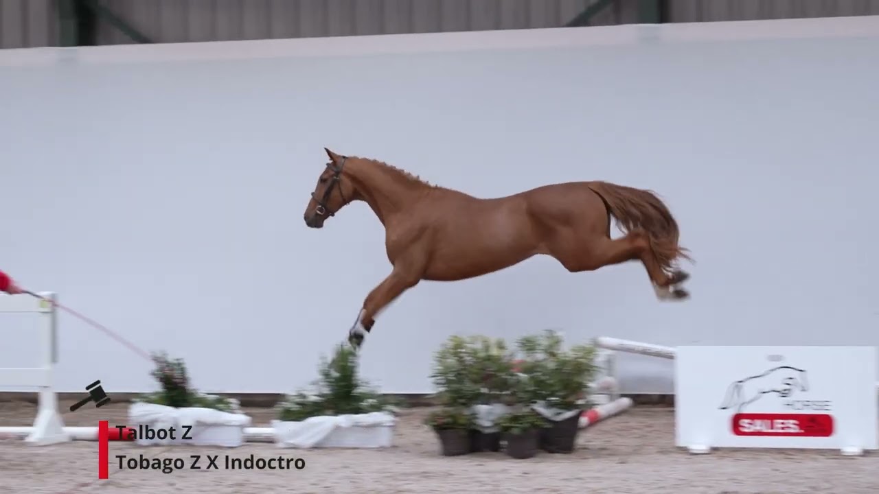 Talbot Z (Tobago Z x Indoctro).