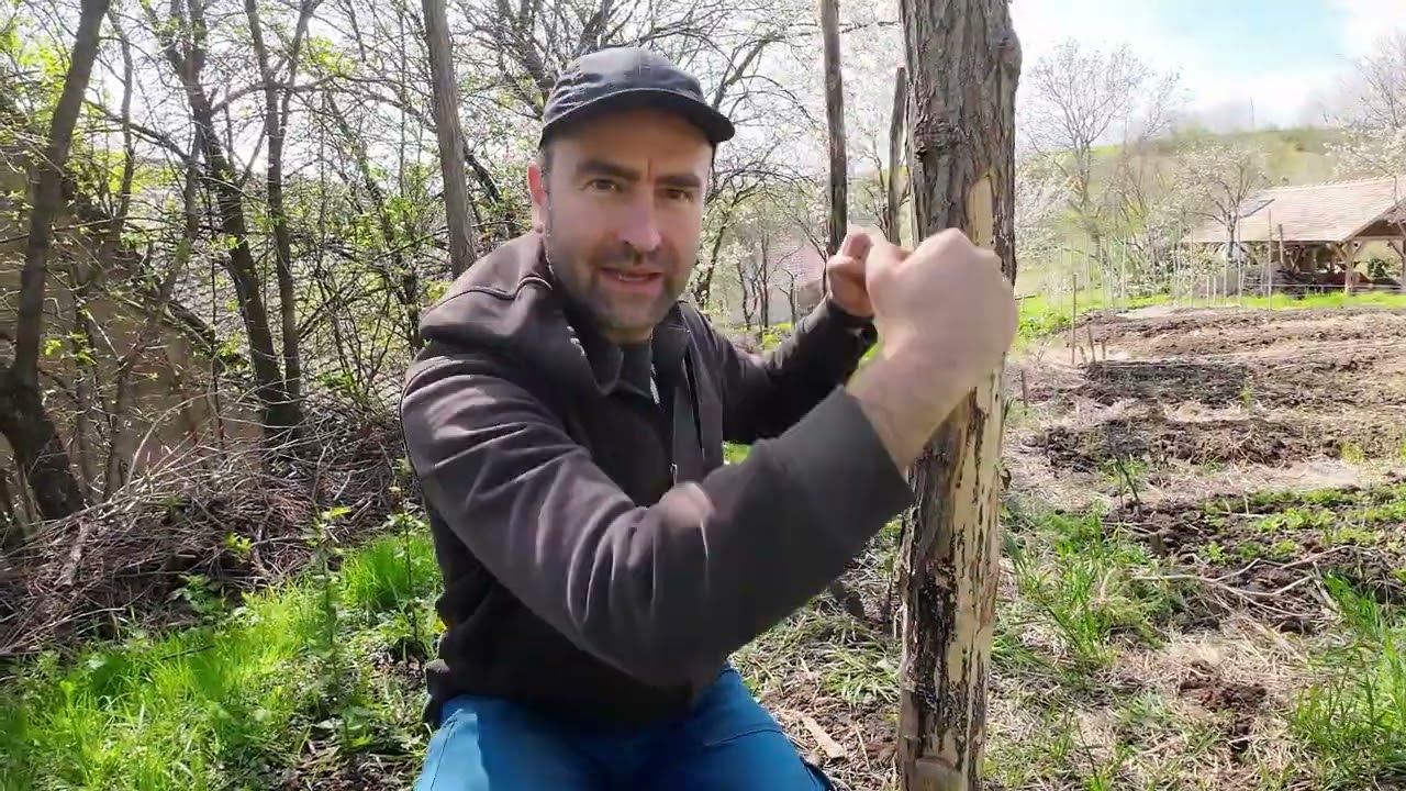 Hogyan távolítsuk el és miért az akáckaróról a kérget?