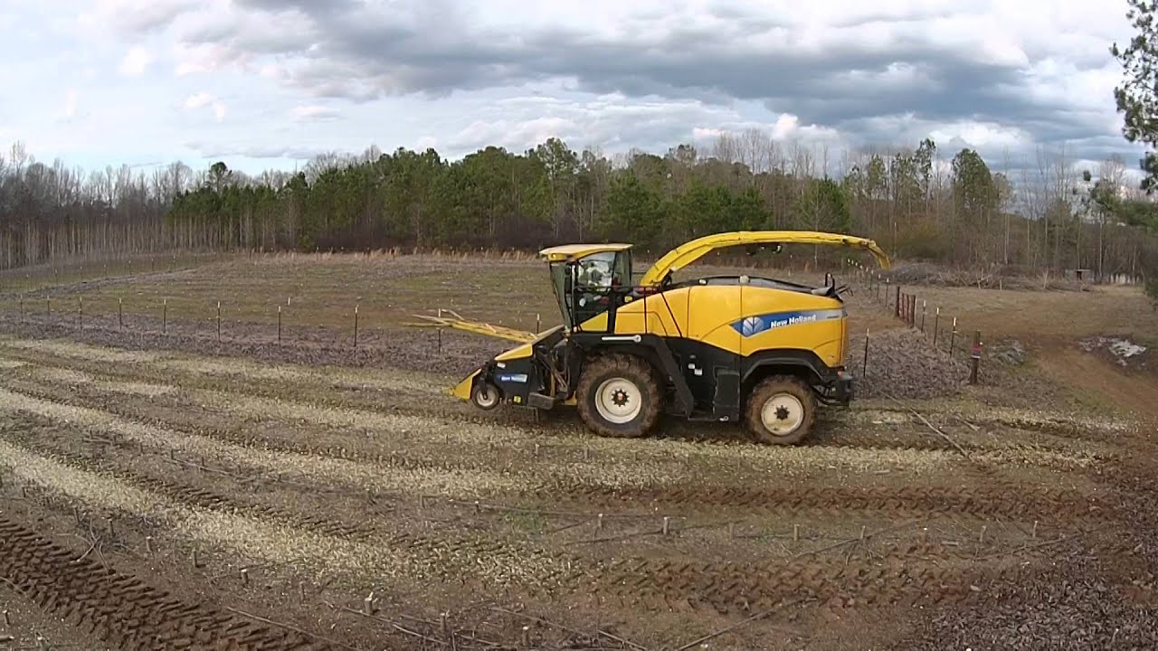 Demo of Harvest for Biofuels with Coppicing of Poplar Trees