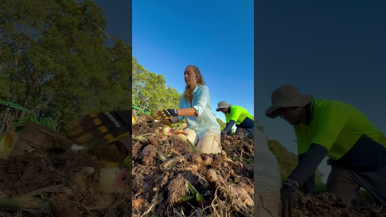 Farm work in Australia | Working Holiday Visa | 88 Days