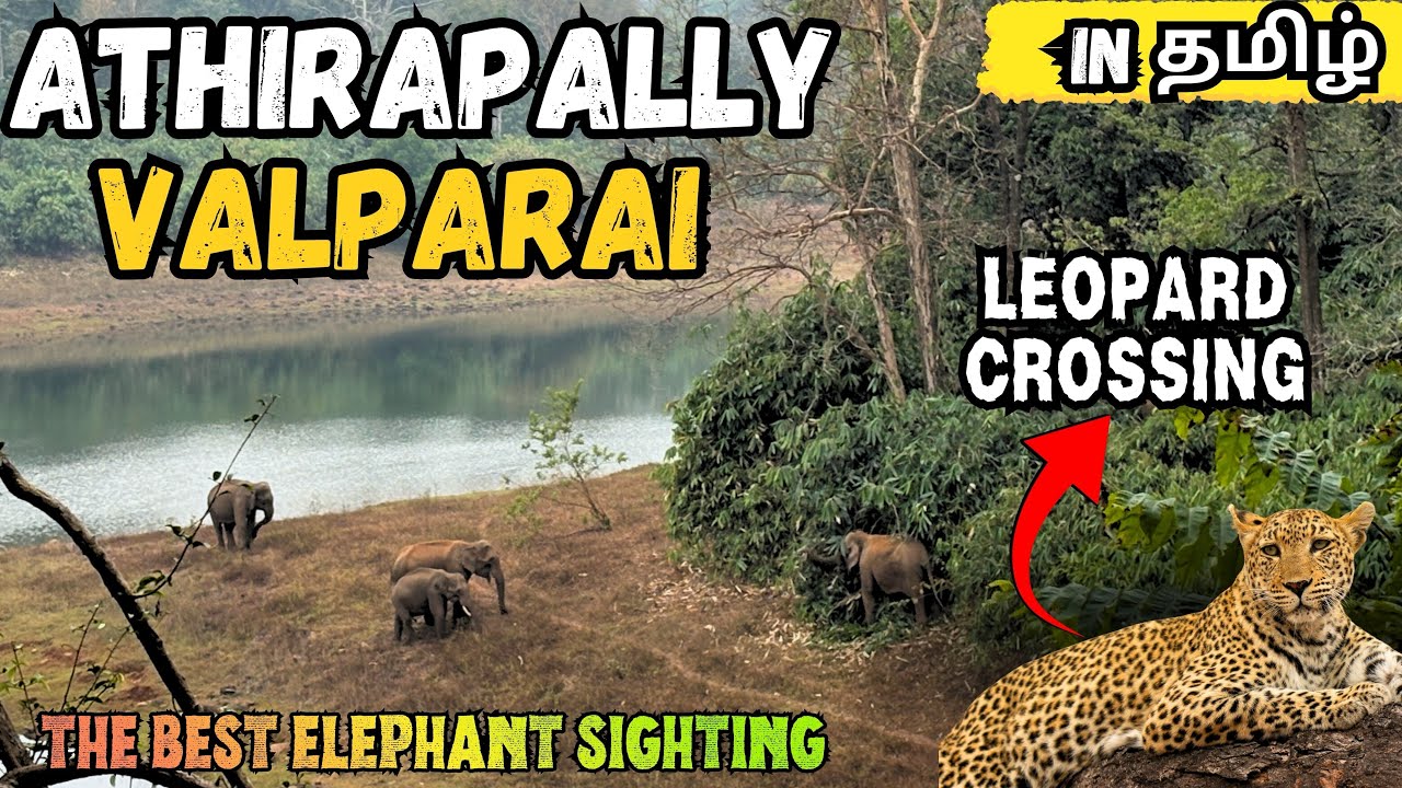 Athirapally to Valparai Forest Road, Elephant sighting and Leopard crossing 
