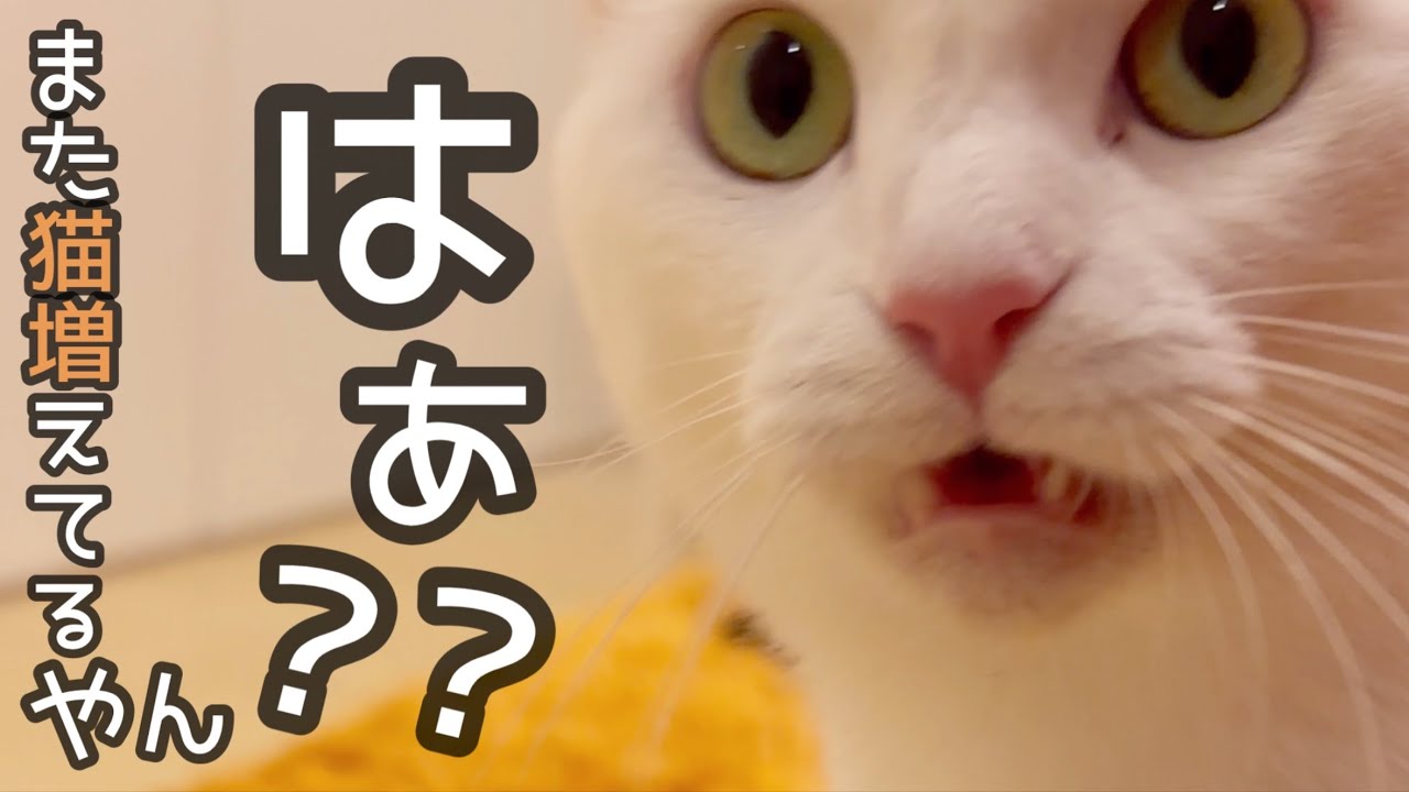 新入りとリリーが初顔合わせで大変な事に！