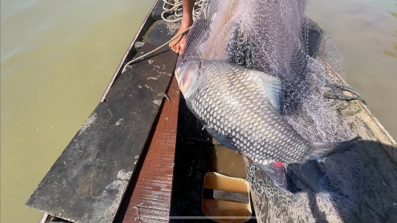 Bắt Thủy Quái Dưới Sông Mê Công Hồi Hộp Gây Cấn #fishing #mientay #xomchaitv 