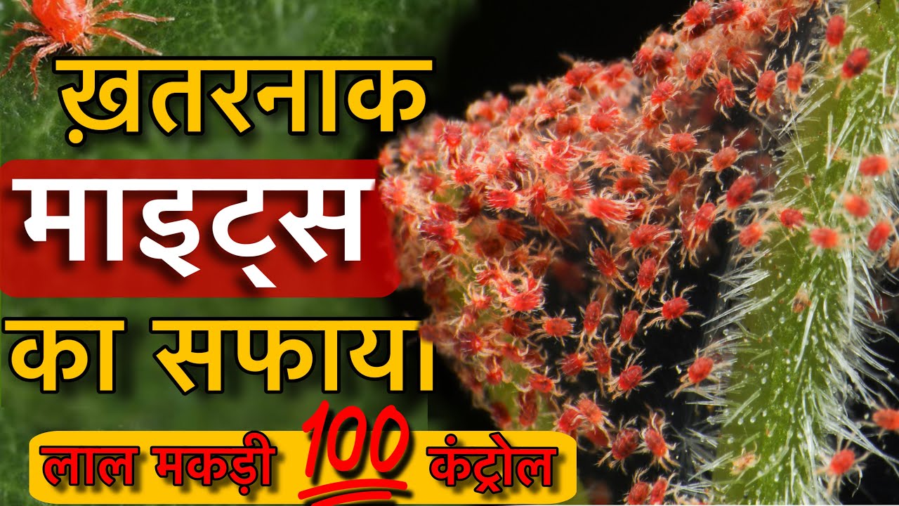 सब्जियों की रेड माइट का 100% कंट्रोल | Chilli Red Mite | Red Mites best insecticides | By P C Verma