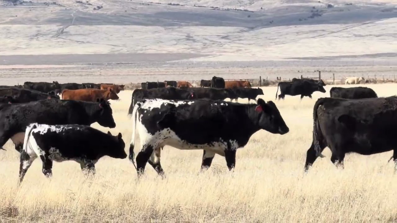 Cows In Nevada