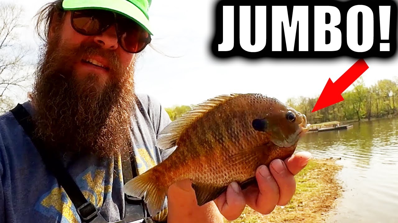 How to Catch JUMBO Bluegill the Realistic Way! (Easy Bluegill Rig)