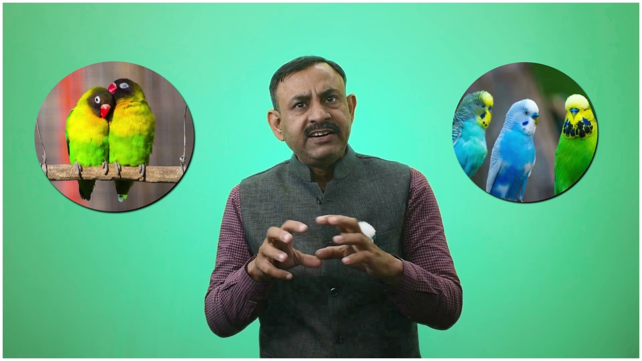 सर्दियों में पक्षी की देखभाल में ये गलतियां ना करें | पक्षियों को ठंड से कैसे बचाए Dr Nagender Yadav