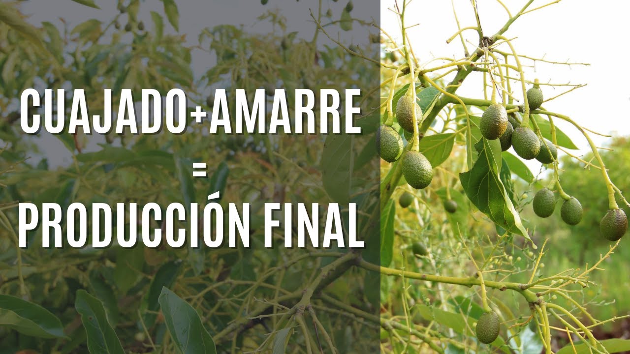 Como conseguir un CUAJADO y AMARRE PERFECTO en AGUACATE 2023