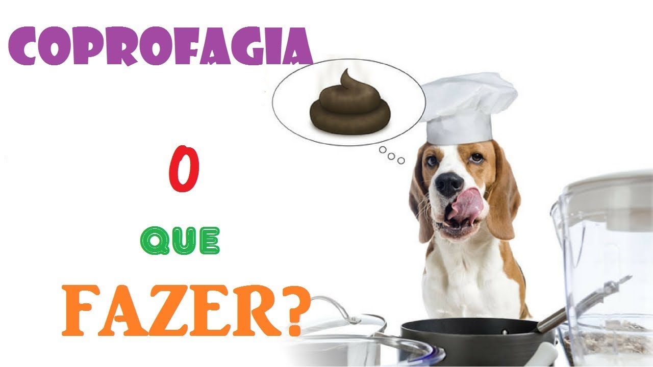 Coprofagia: meu cão come as fezes, o que fazer? - Veterinária explica