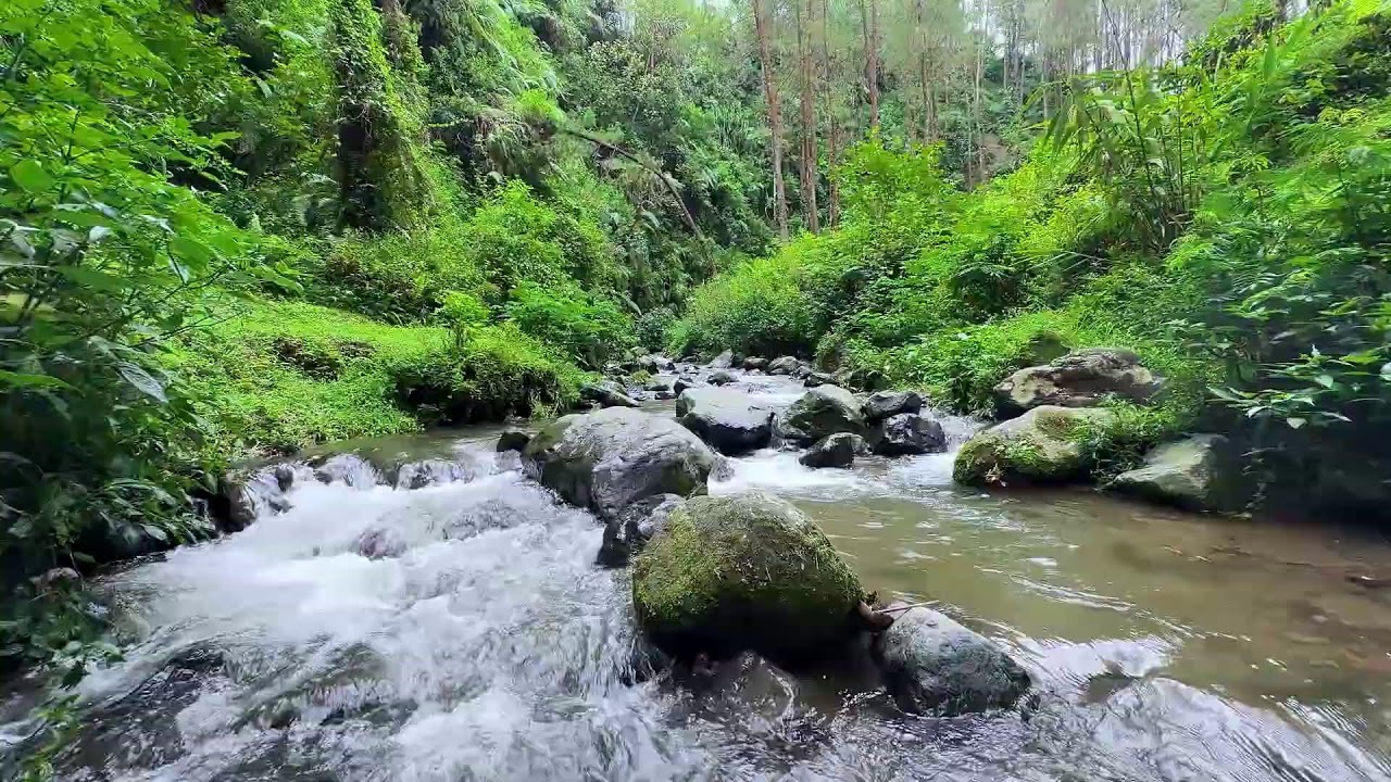 Feel safe and rested with soft river sounds beside a misty forest stream for better sleep