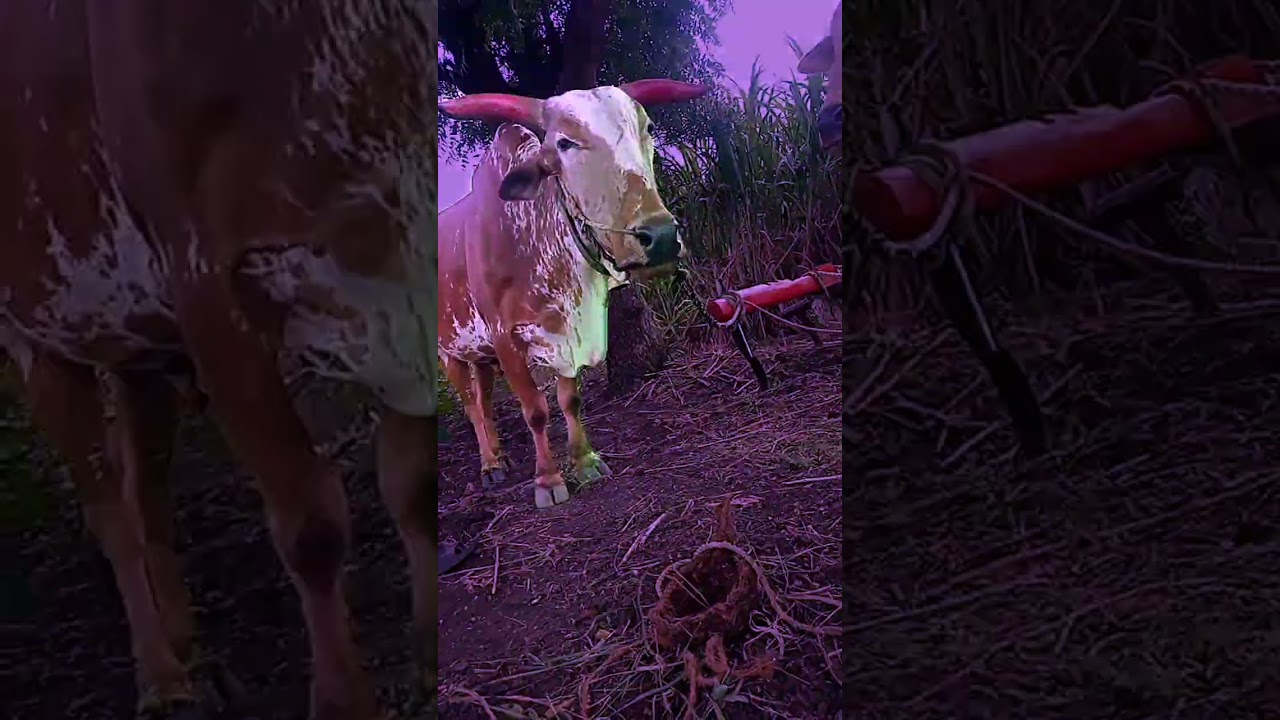 #marathistatus #shortvideo #nandi #bail pola
