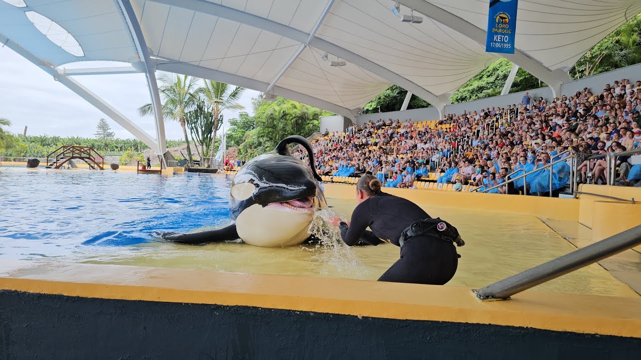 Tekoa & Idaira 😍 14.02.2024, OrcaOcean - Loro Parque