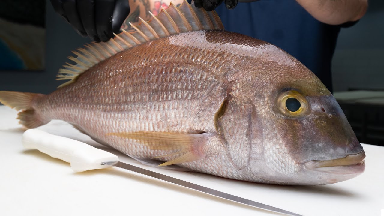 Underrated Fish Competes With Snapper in Quality