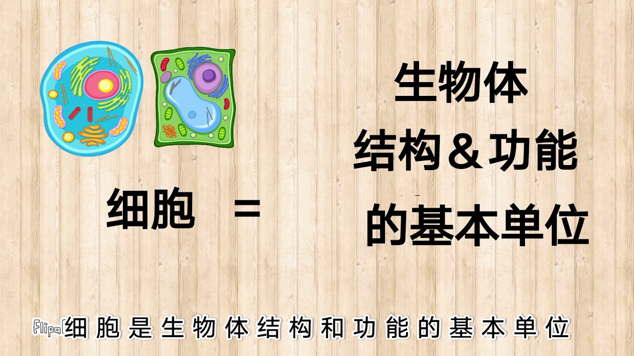 细胞的结构 Cell Structure｜2分钟打好基础    轻松了解细胞结构