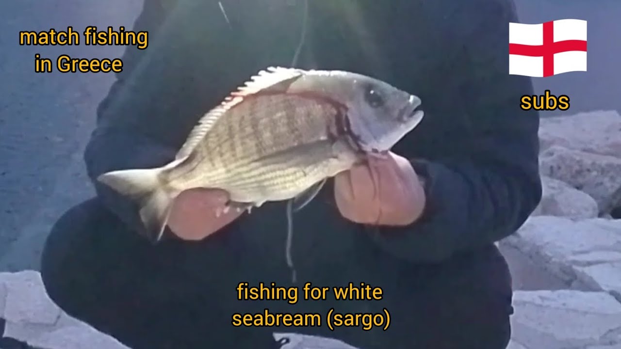 ψαρεμα σαργου με σταθερή αρματωσιά        fishing for white sea bream