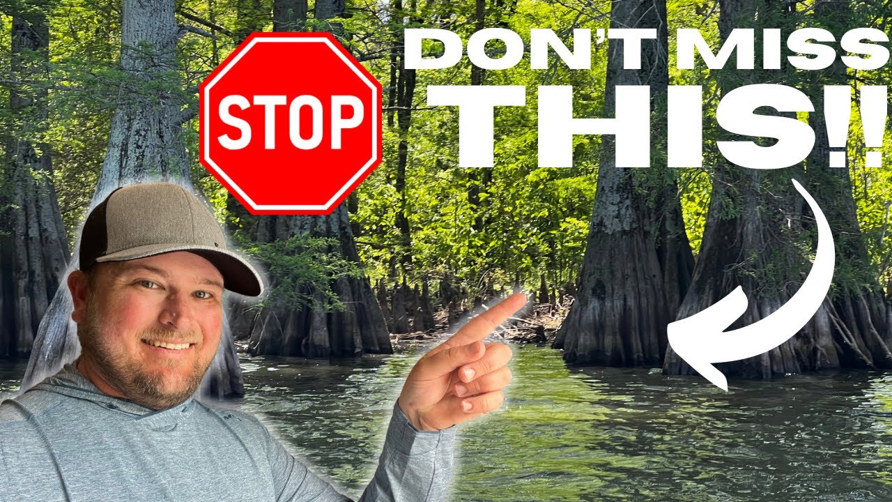 If THESE Things Are Happening Go Fish CYPRESS Trees IMMEDIATELY!!
