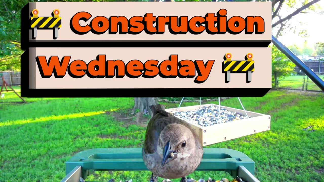 Construction Wednesday 🚧 #birds #animals #asmr #birdwatch #birdwatching #birdcam