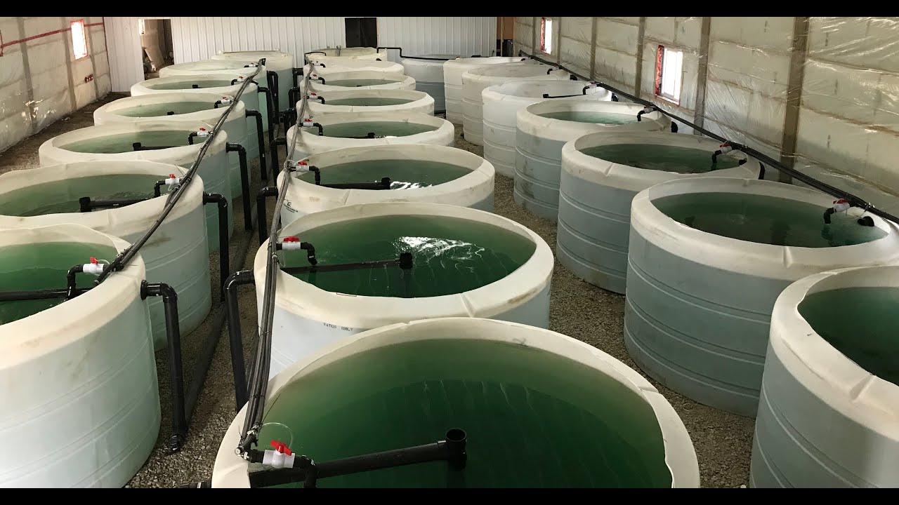 Tilapia Hatchery and Aquaponics in Alberta (Canada)