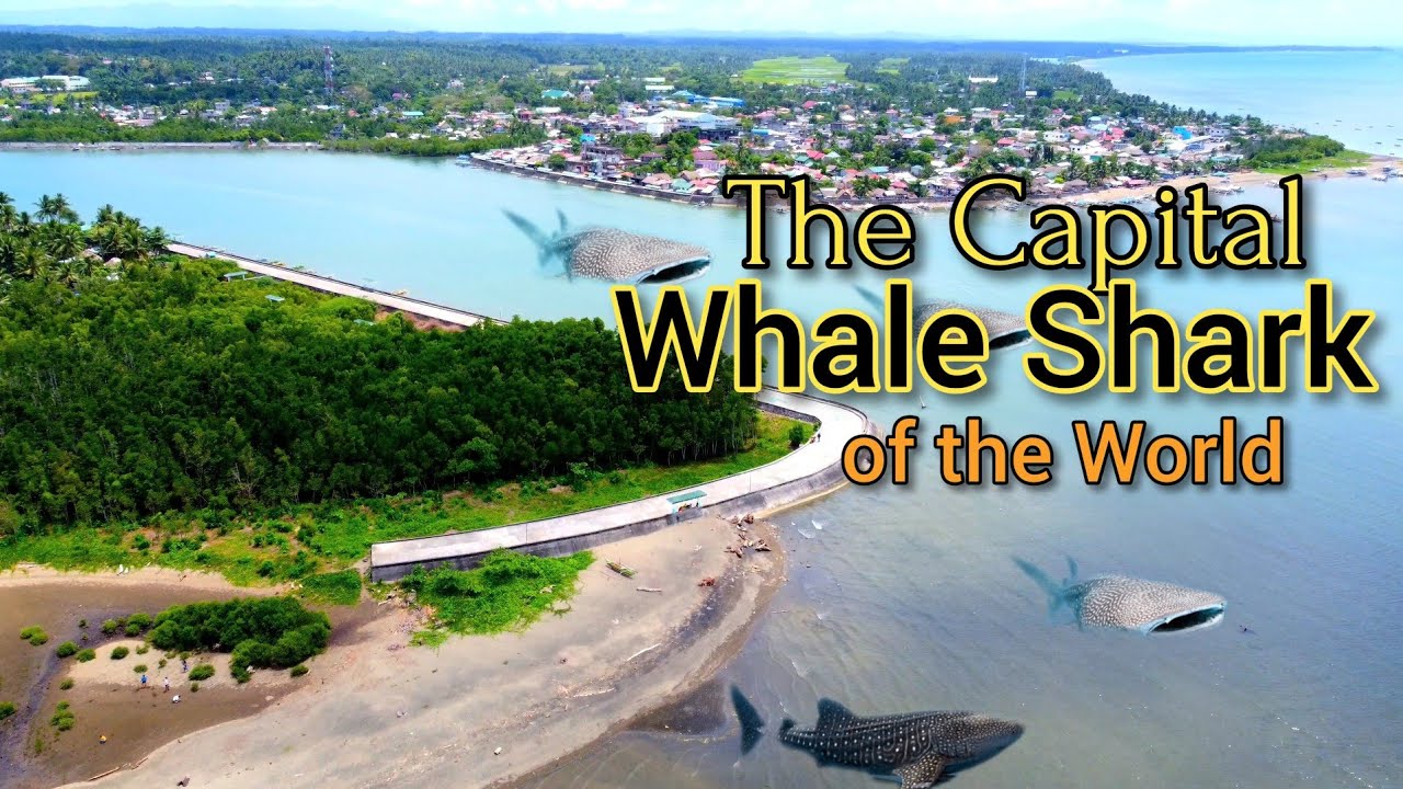 Famous Tourist Attractions in the Philippines, Donsol Sorsogon,the capital whale shark