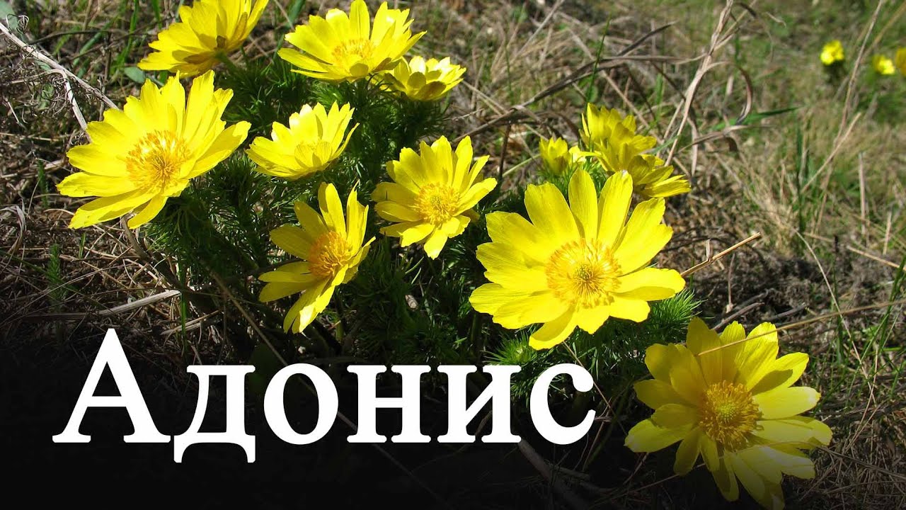 Адонис - посадка и уход, виды и сорта фото и описание
