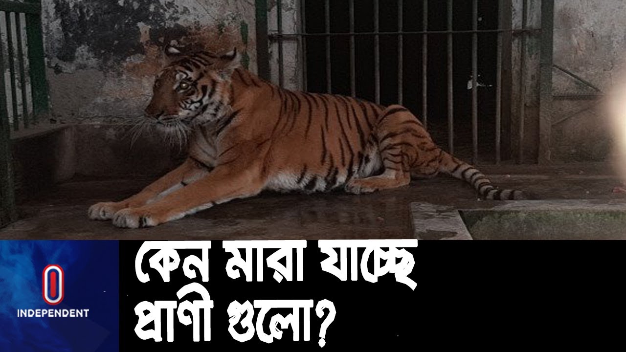 বাঘশূন্য হয়ে পড়েছে রংপুর চিড়িয়াখানা  || Rangpur tiger