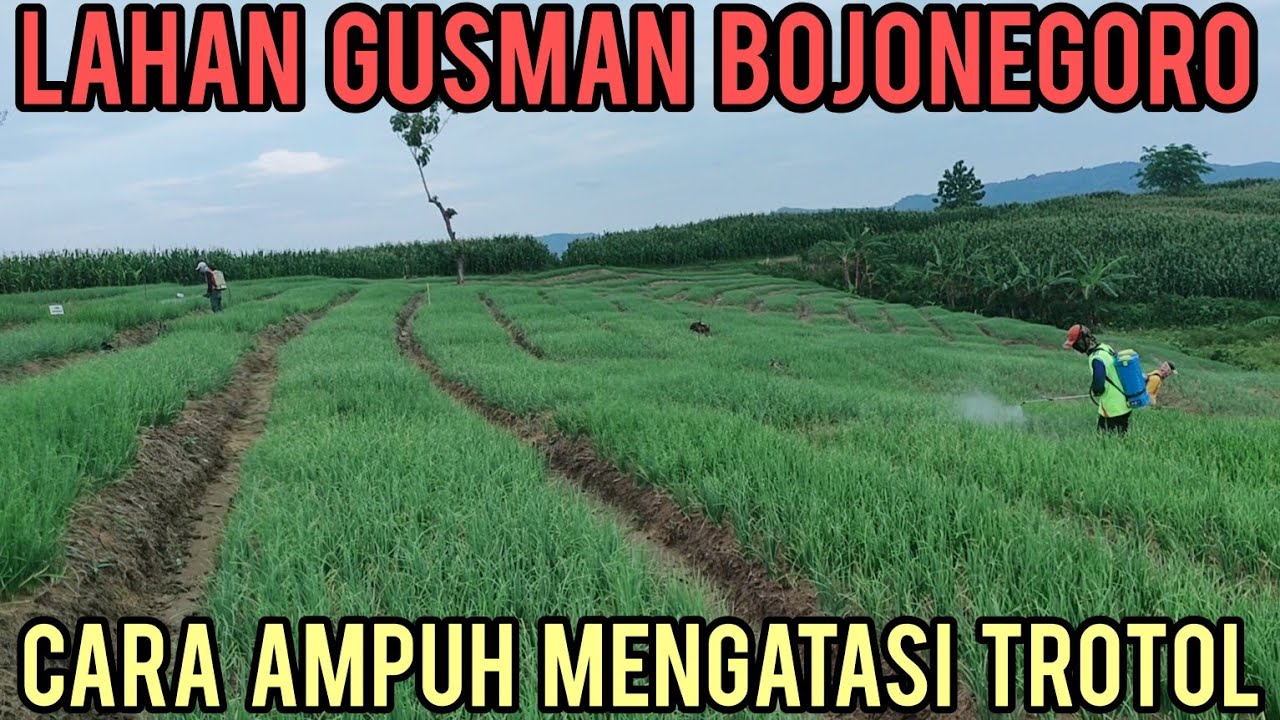 CARA AMPUH MENGATASI TROTOL SAAT MUSIM HUJAN