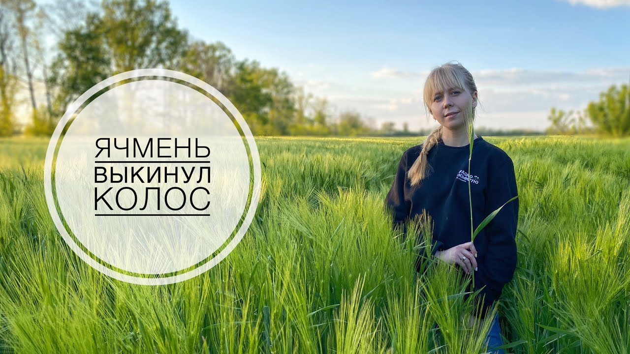 ЯЧМЕНЬ УЖЕ ВЫКИНУЛ КОЛОС  |  ЗИМУЮЩИЙ ГОРОХ НАЧИНАЕТ ЗАЦВЕТАТЬ