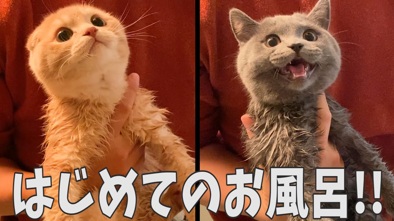 はじめてお風呂に入った子猫の反応が意外すぎた！