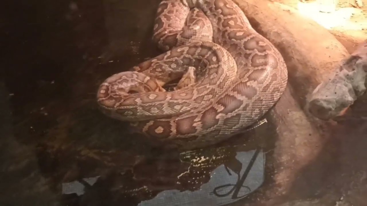 Αττικό ζωολογικό πάρκο: Ερπετά 🐢🐍🦎🐊
