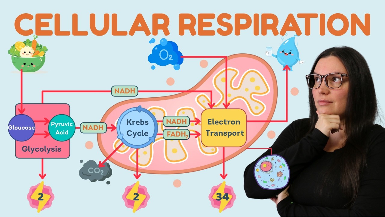 ATI TEAS 7 Cellular Respiration Breakdown: It’s Not Rocket Science… Or Is It?