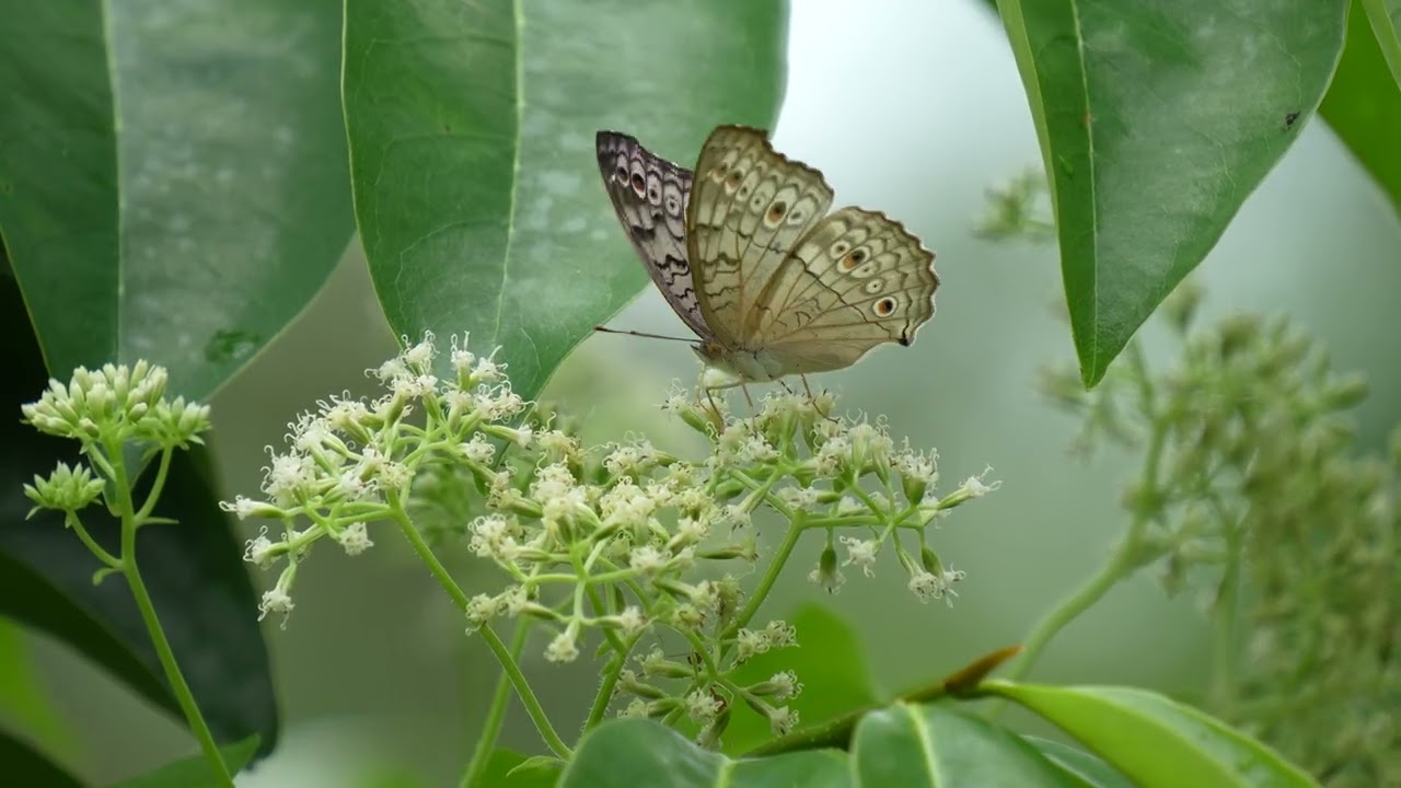 Grey Pansy Butterfly (Junonia atlites) HD