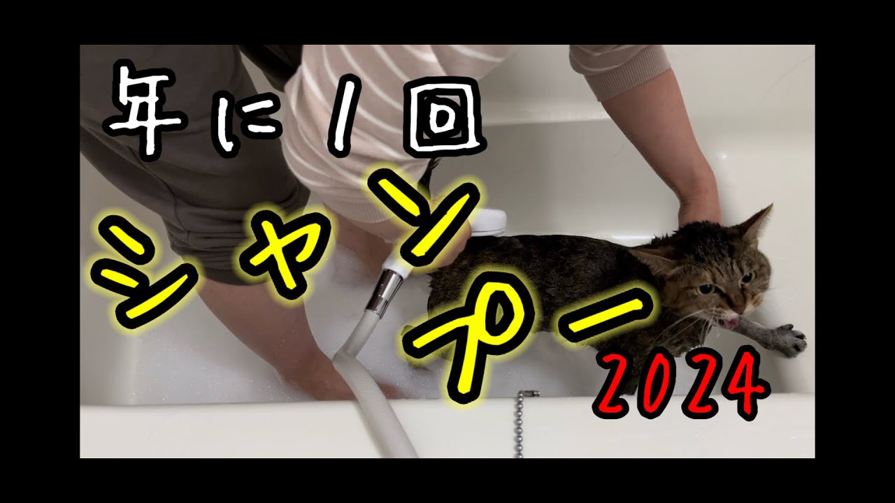 毎年この時期にシャンプーします