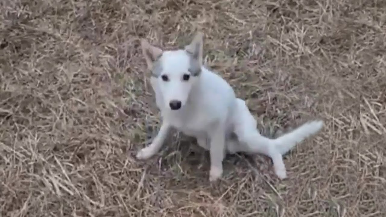 She crawled up to me begging for help and the heartbreaking truth behind