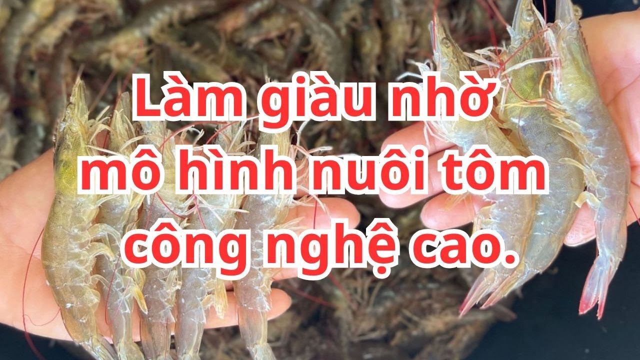L&agrave;m gi&agrave;u nhờ m&ocirc; h&igrave;nh nu&ocirc;i t&ocirc;m c&ocirc;ng nghệ cao