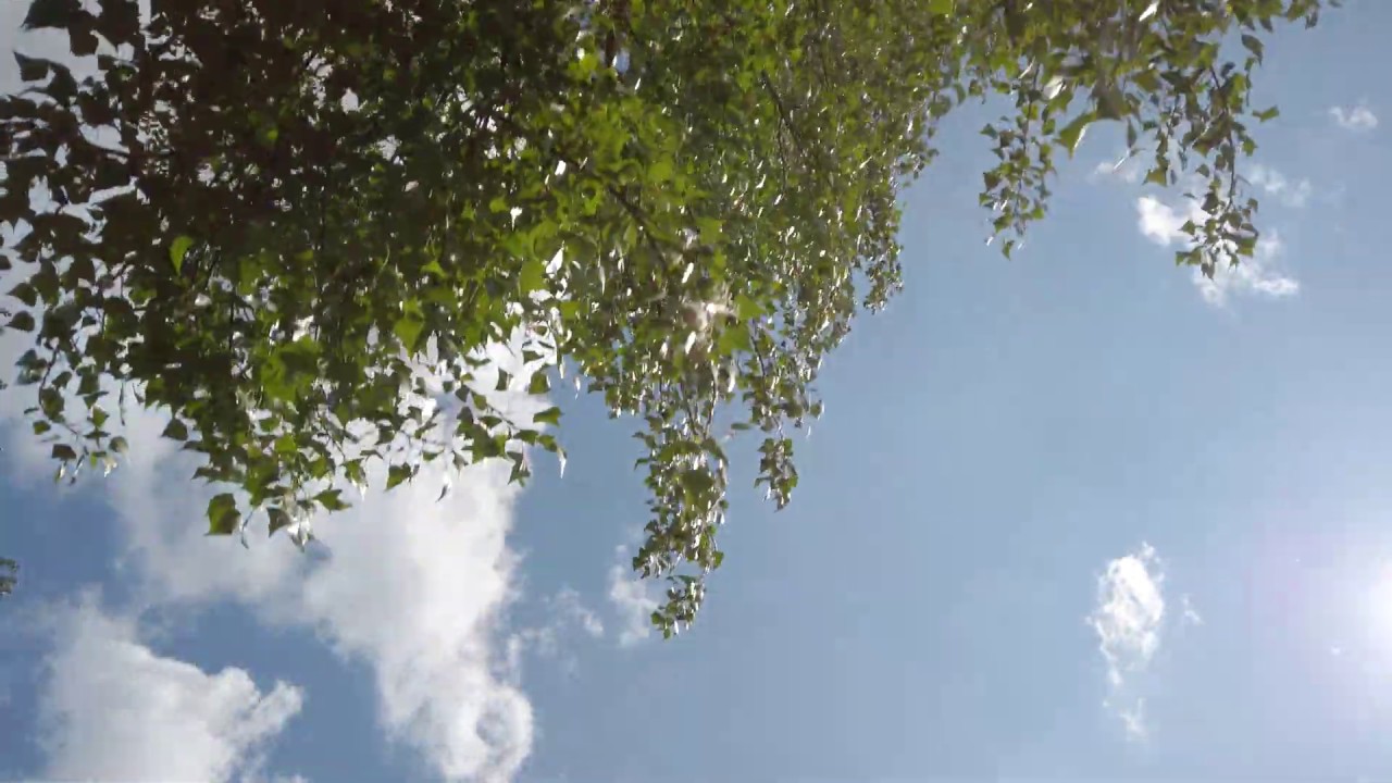 Term&eacute;szet Hangjai | Nyugtat&oacute; Mad&aacute;rcsicserg&eacute;s, Elsuhan&oacute; F&aacute;k | Relax Vide&oacute;