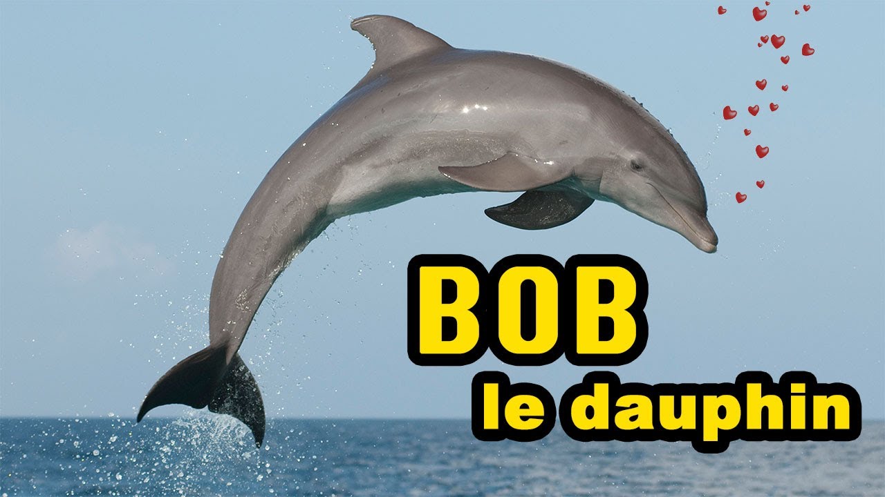 Lafesse - Bob le dauphin