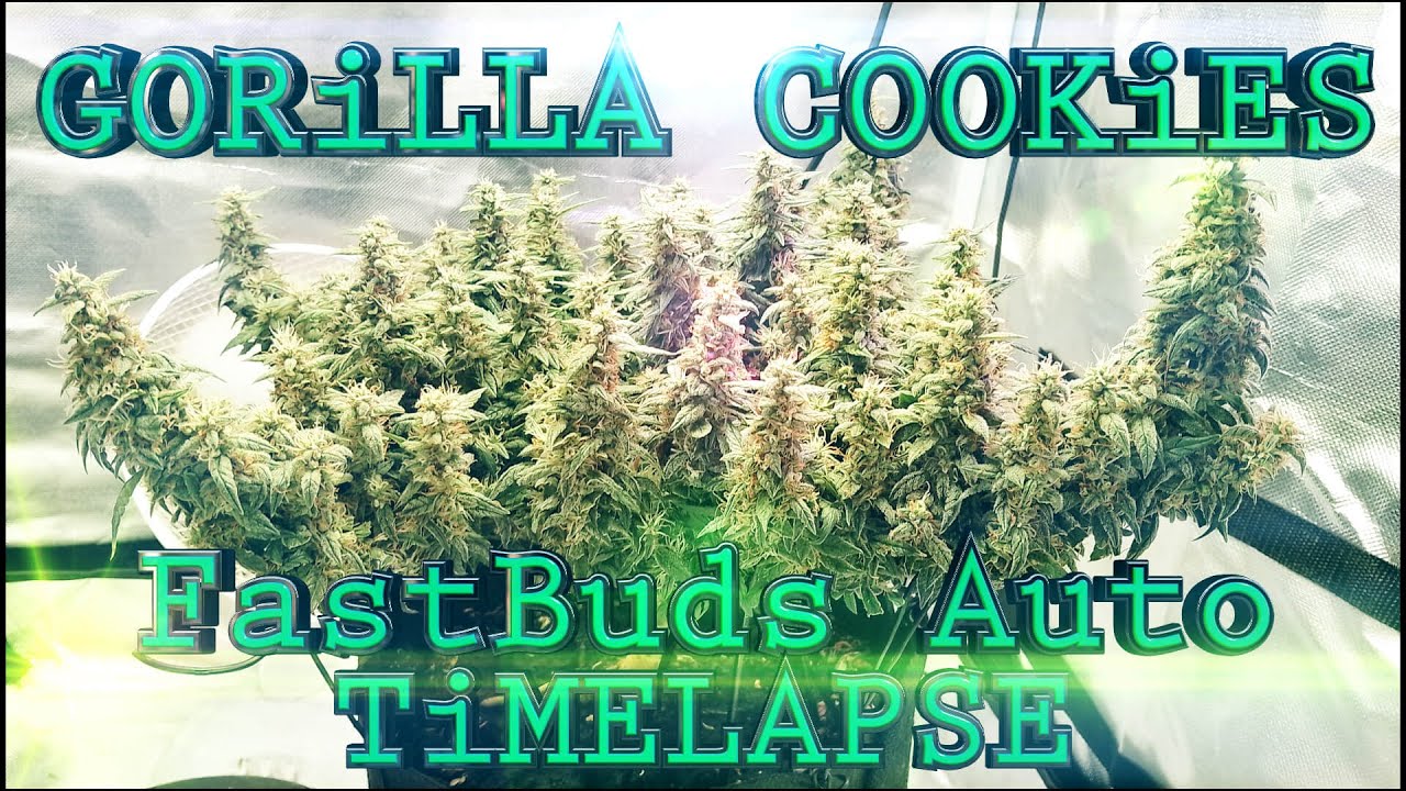 Gorilla Cookies Autoflower From FastBuds 178g Dry - Seed To Harvest Timelapse by TSG 