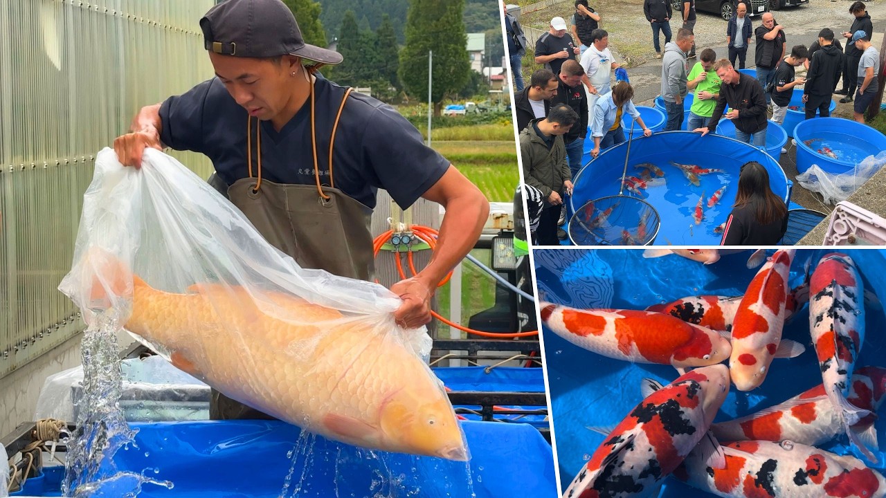 Fall 2024 Koi Trip | How to Buy Japanese Koi Fish During Harvest Season in Niigata