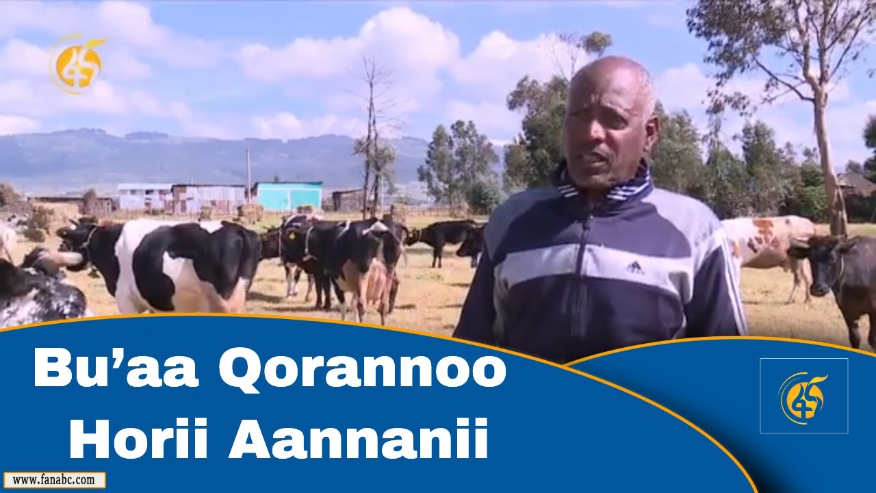 Bu’aa Qorannoo Horii Aannanii