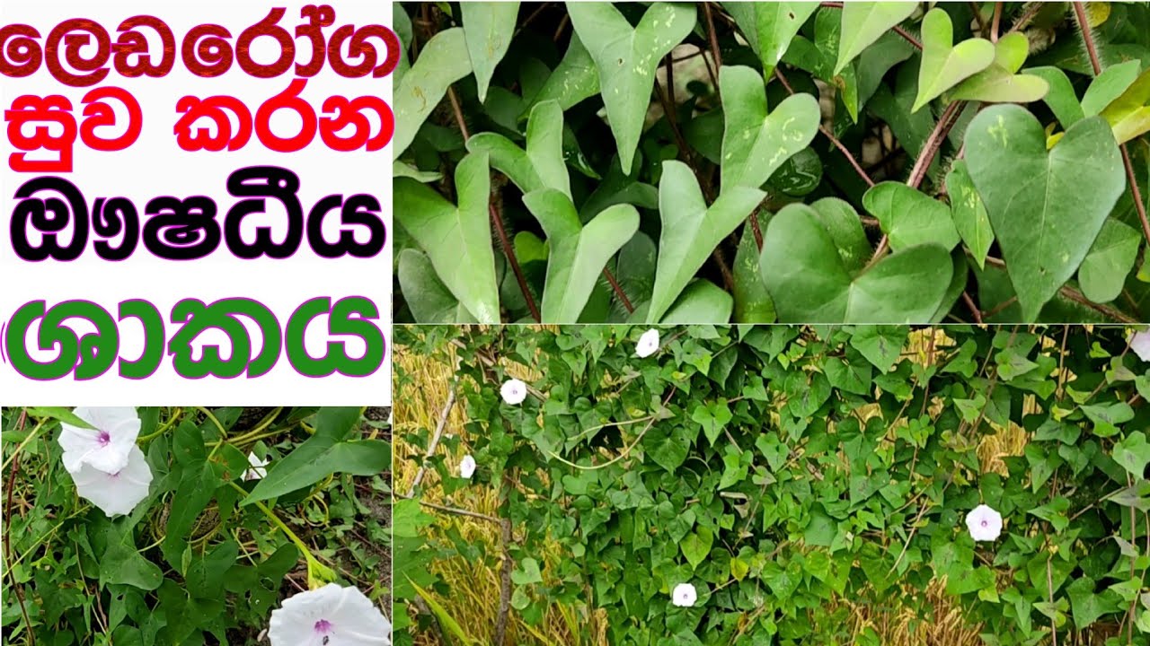 ඖෂධීය අතින් පරිපූර්ණ නිදූක් නිරෝගී භාවය ලබා දෙන තැල්කොළ ශාකය /talkola/ ausadiya sakaya ikmanwaga