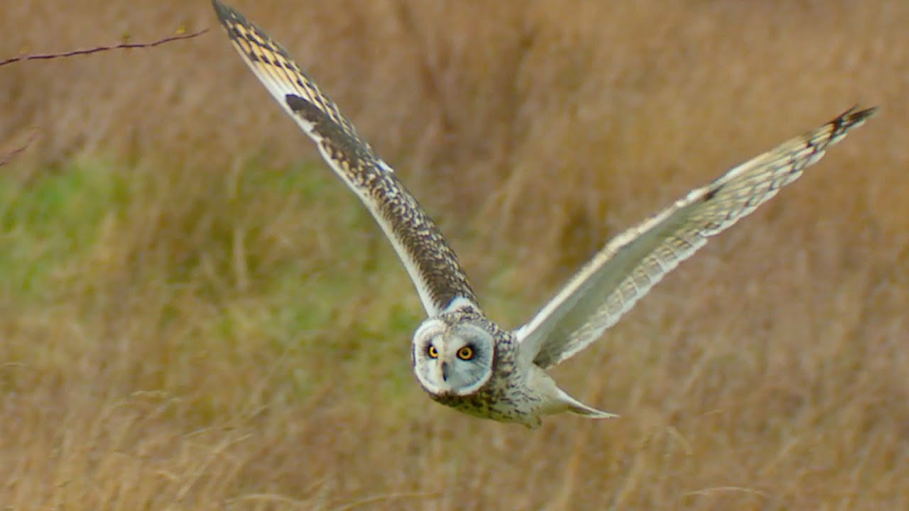 Heart-pounding Escape: Short-eared Owl Evades Jackdaw Attack