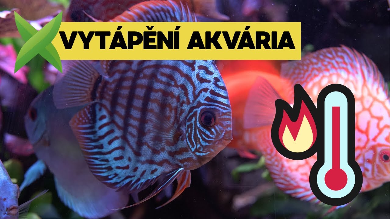 Vytápění akvária a optimální teplota vody