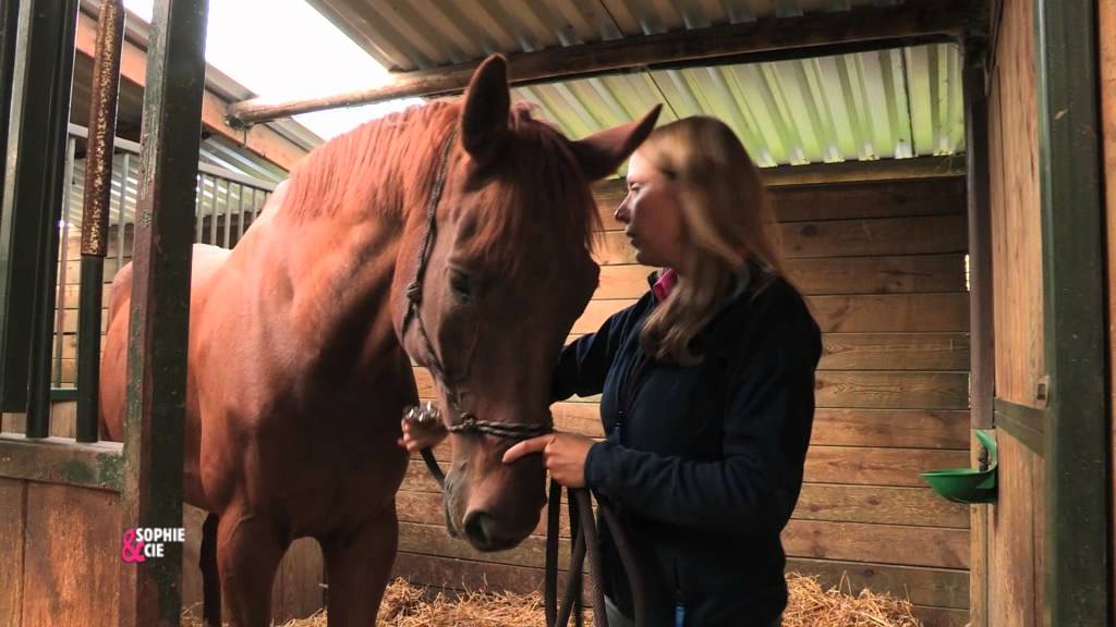 Comment créer un lien avec votre cheval ? - Equidia Life