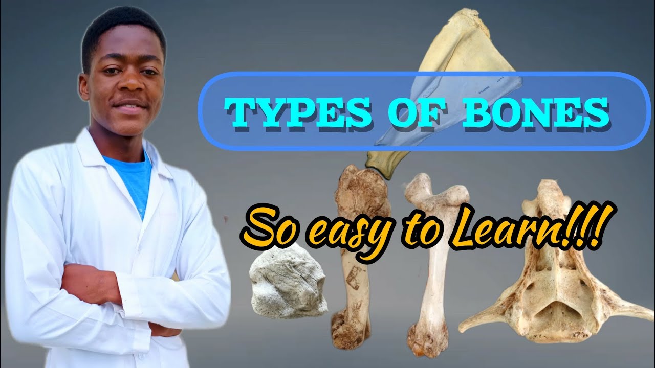 TYPES OF BONES | Vet School | Vet Study ¦ veterinary Anatomy