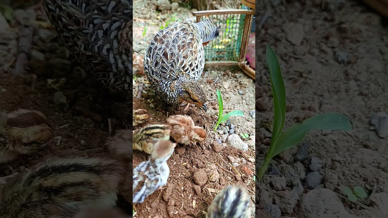 Black francolin female with chicks #kalateetar #blackfrancolin #shorts