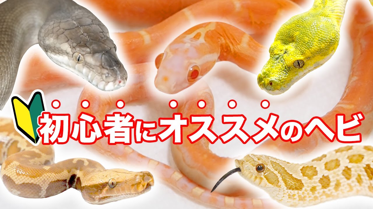 初心者にオススメのヘビはこれだ！？
