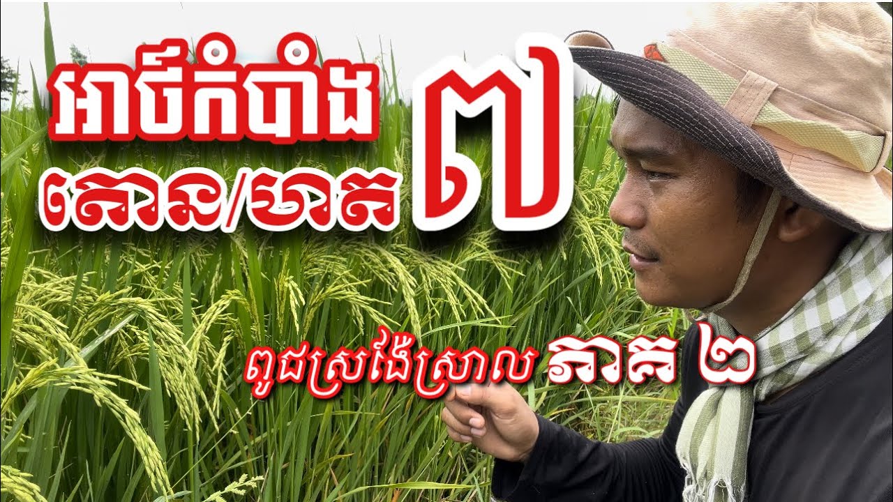 #បច្ចេកទេសដាំដុះនិងថែទាំស្រូវអាយុកាលខ្លីពិស្តារលម្អិត Full Detail #cambodia farm