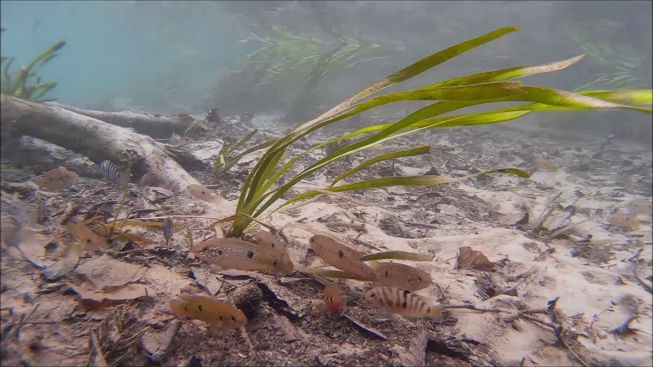 Warmbach Villach  Teil 3 Jungfischschulen