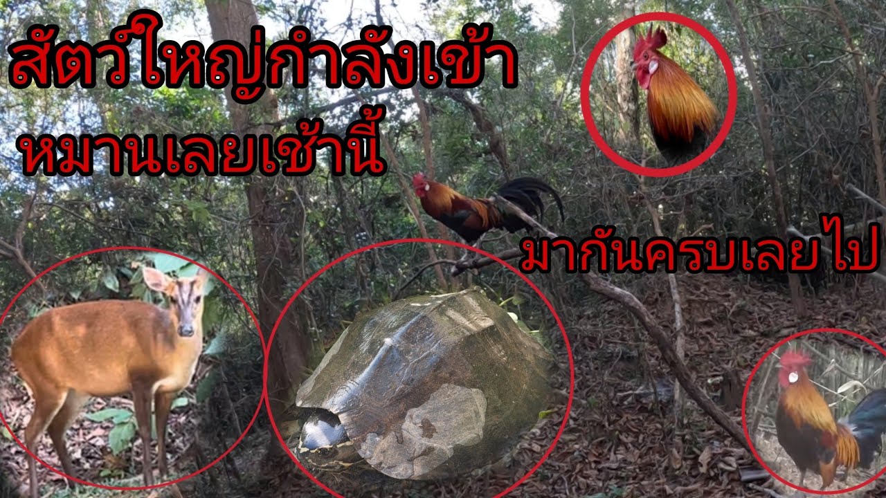 ต่อไก่ป่าวันนี้มาสัตว์ใหญ่เข้ามาครบเลย/ອອກຕໍ່ໄກ່ປ່າຫມານເລີຍມື້ນີ້ปลา