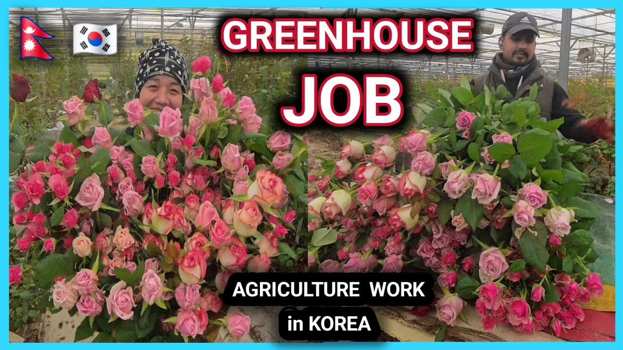 Korea Greenhouse Job 🇰🇷🌹 | Agriculture Work